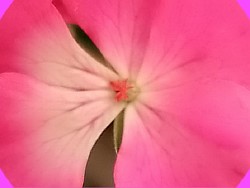 happy appleblossom rosebud 